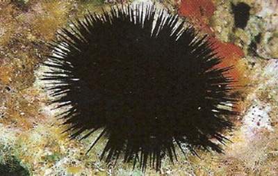 Black Sea Urchin