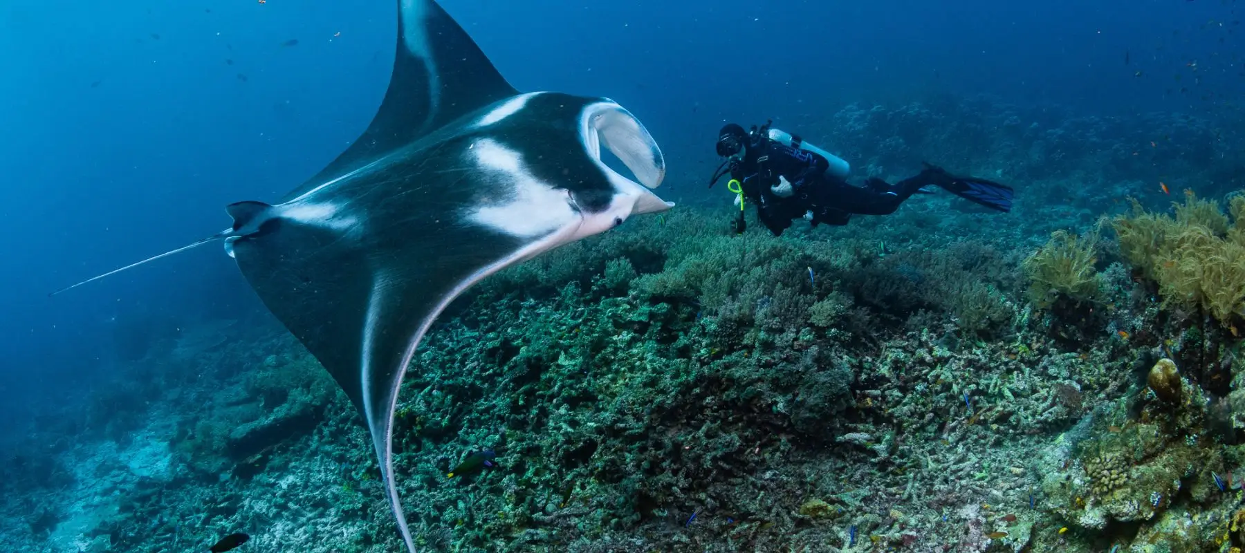 Diver with Manta Ray - Atomic Gear