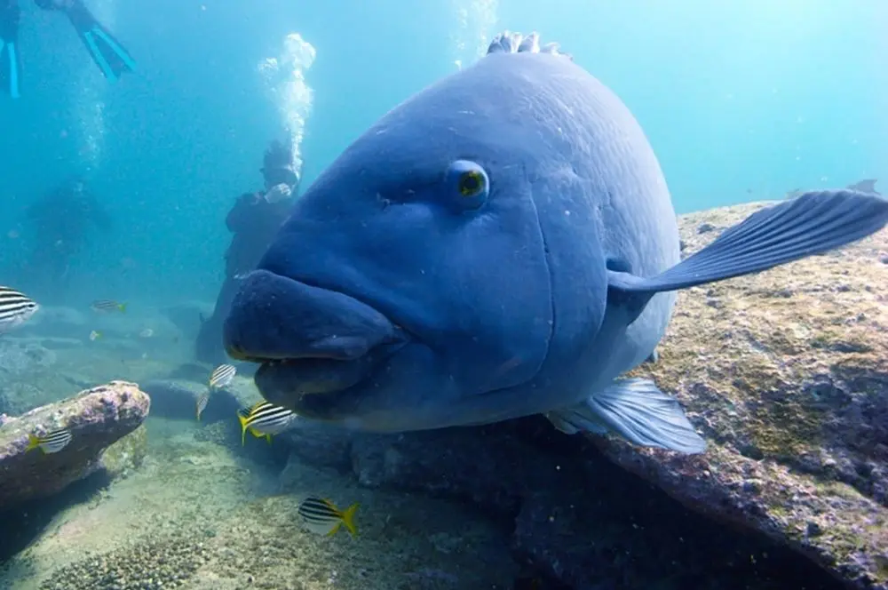 THe Blue Groper is the Icon of Diving in Sydney