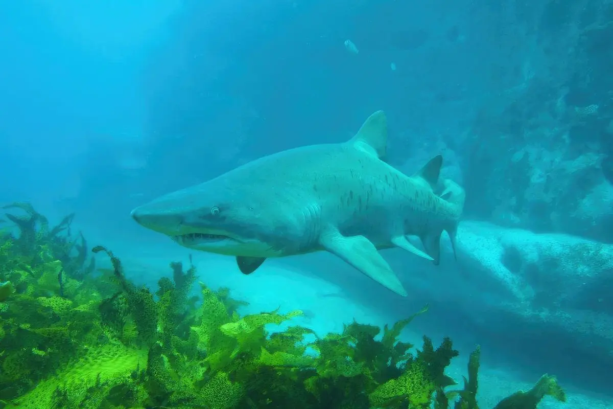 Unique diving experiences at Magic Point, featuring marine wildlife.