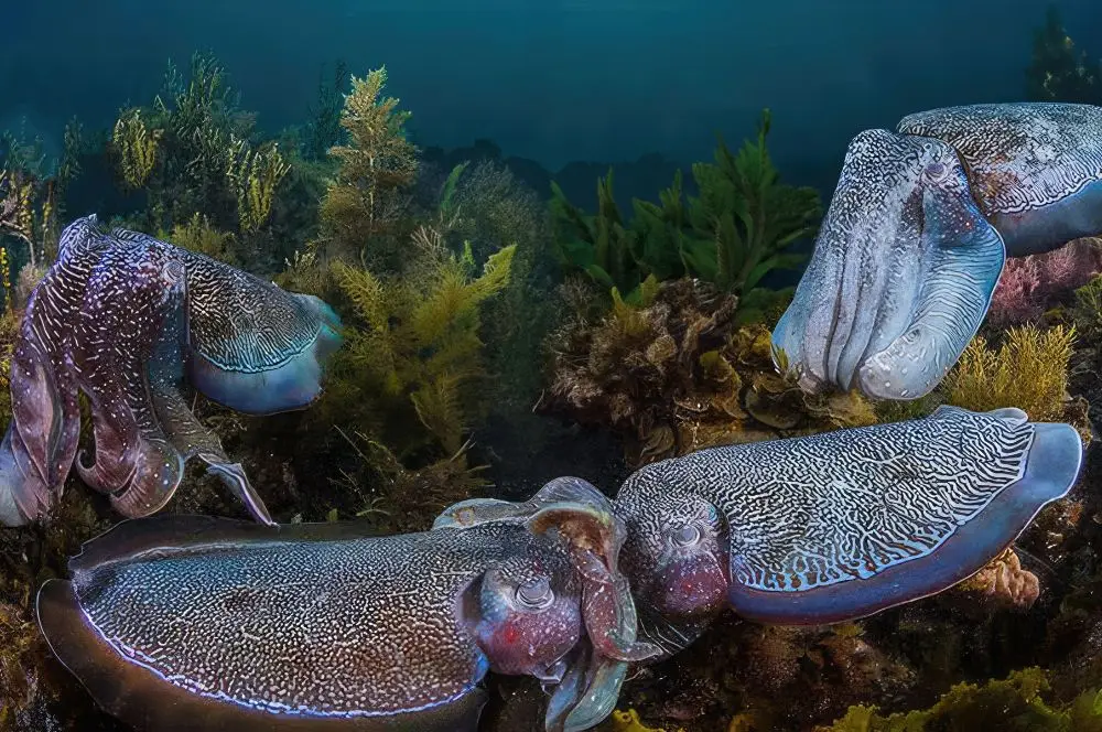 Giant Cuttlefish Gather in Spencer Gulf, South Australia