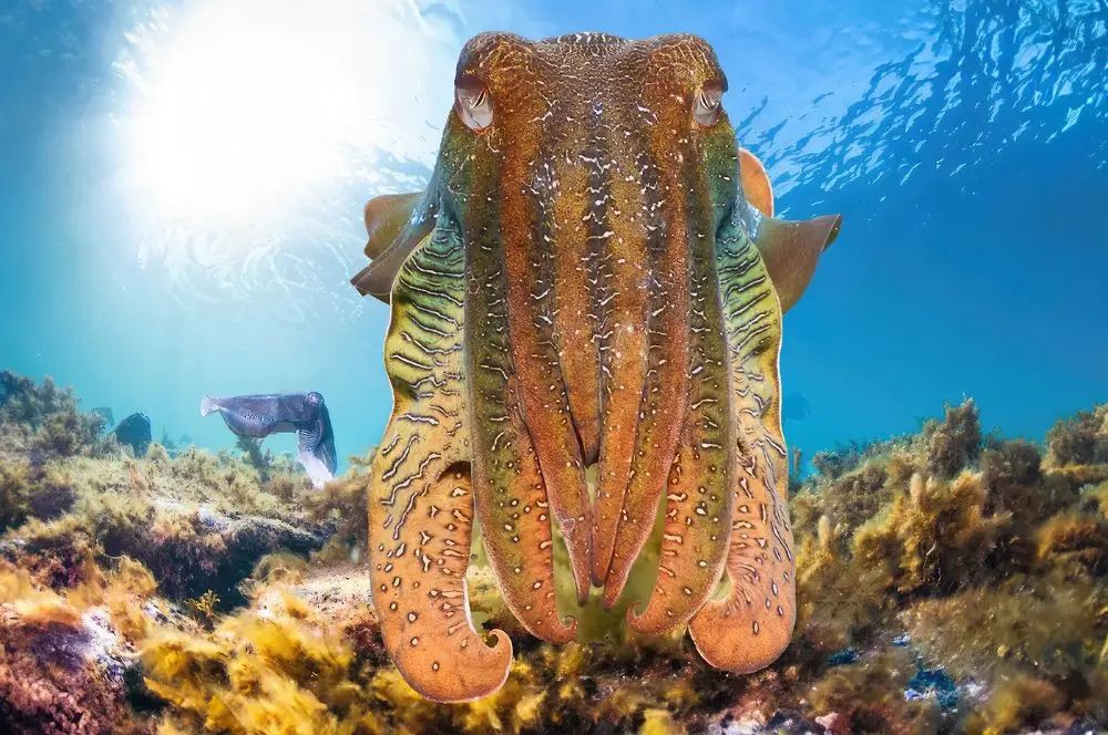 Giant Australian Cuttlefish swimming inspencer gulf