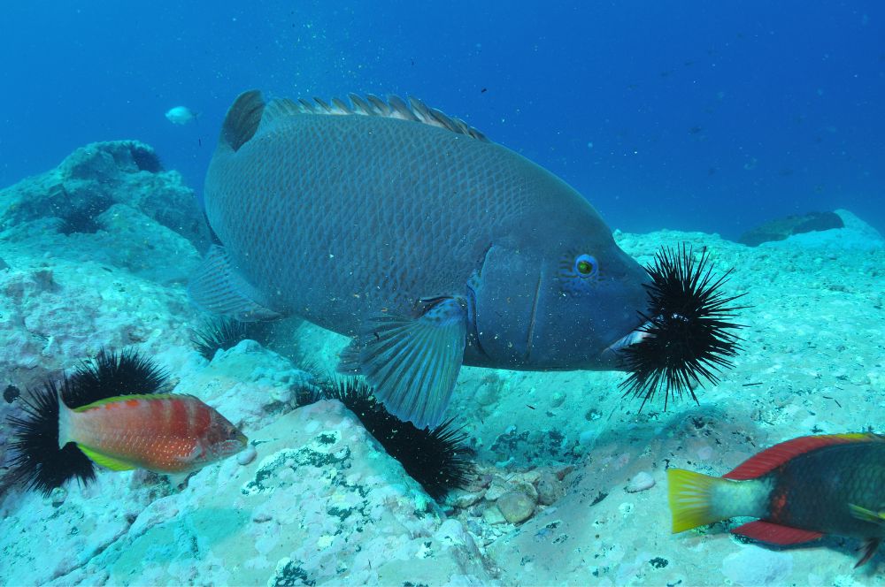 A picture of a Blue Groper eating a Sea Urchin