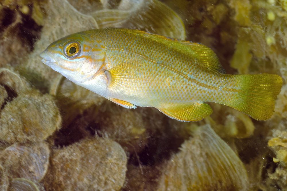 A Juvanile Blue Groper