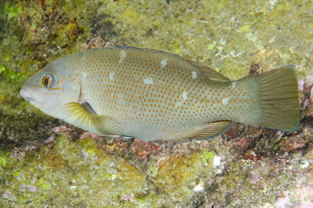 Juvanile blue groper 