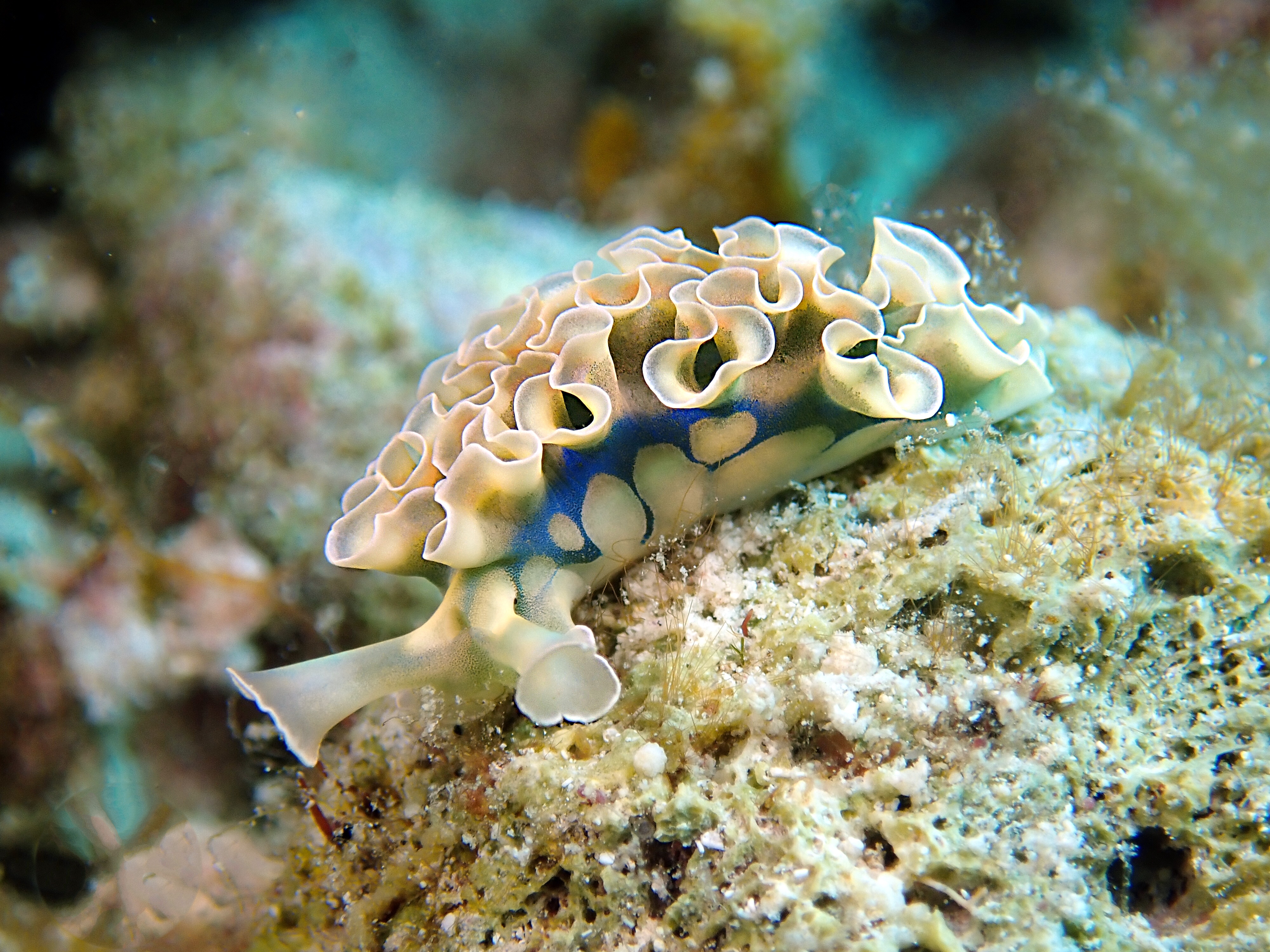 Little Cayman Slug