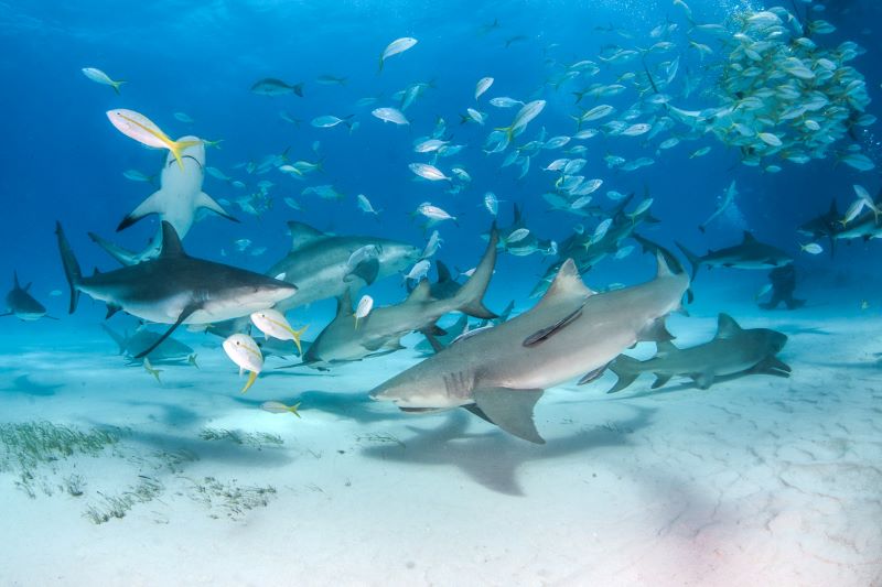 Cat-Ppalu-Sharks