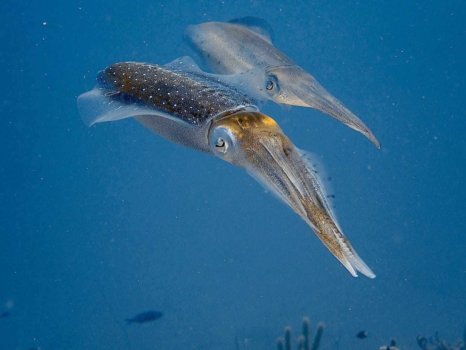 Bonaire trip photo, July 2026