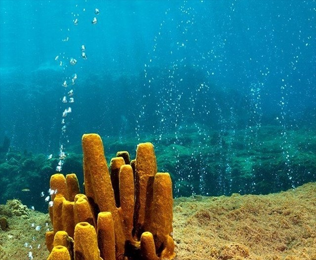 Scuba diving in Dominica