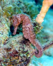 Underwater reef life in Dominica