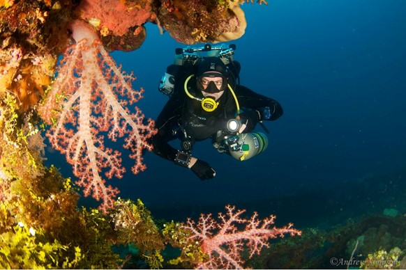 Underwater seascape showing kelp forest and schooling fish