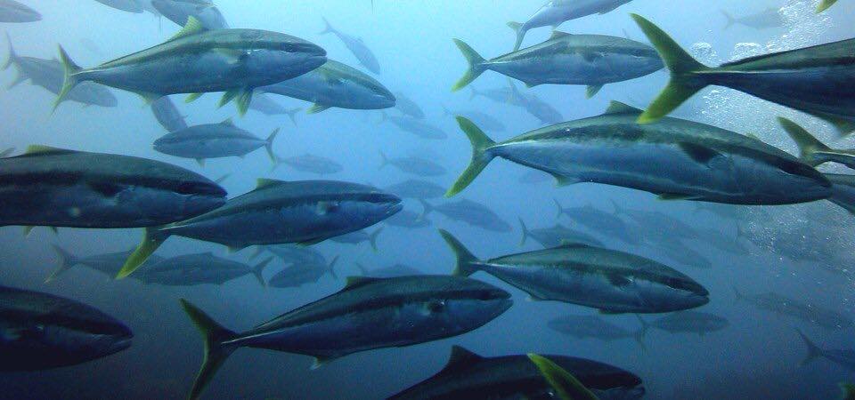School of Kingfish underwater