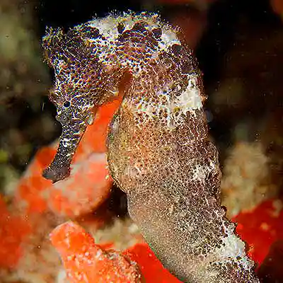 A seahorse hanging out under the famous Frederiksted Pier on St. Croix Virgin Islands
