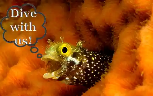 Come scuba dive with us on st croix u.s. virgin islands
