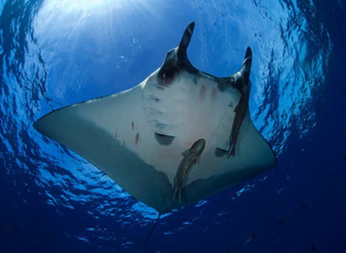 Quino del Mar diving, photo 1 of 5