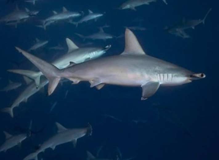 Quino del Mar diving, photo 5 of 5