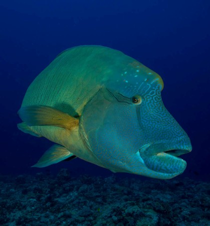Napolian Wrasse