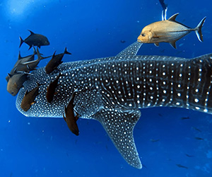 Whale Shark - Galapagos