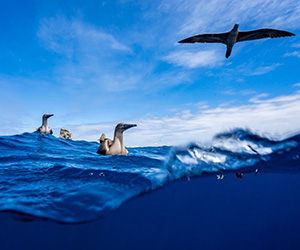 Blue-Footed Boobies - Galapagos
