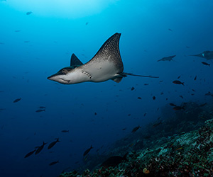 Eagle Ray - Galapagos