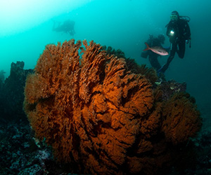 Giant Coral - Galapagos