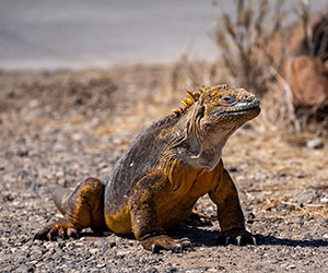 Land Iguana - Galapagos