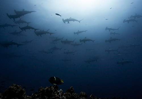 Schooling Hammerheads - Galapagos