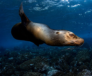 Sea Lion - Galapagos