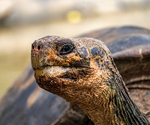Tortoise - Galapagos