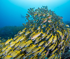 Blue-lined Snapper in Maldives