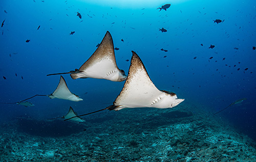 Eagle Rays in Maldives