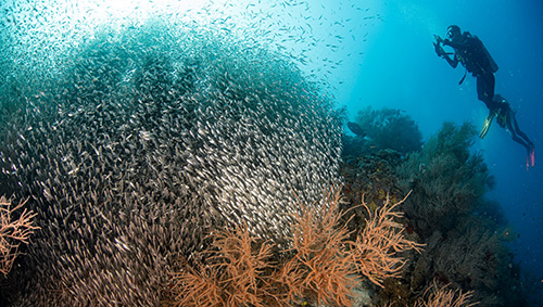 Divers in Maldives