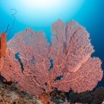 Gorgonians in Maldives