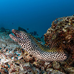 Honeycomb Moray in Maldives