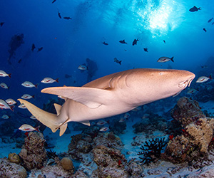 Nurse Shark in Maldives