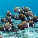 Redtail Butterflyfish in Maldives