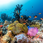 Reef in Maldives