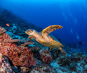 Turtle in Maldives