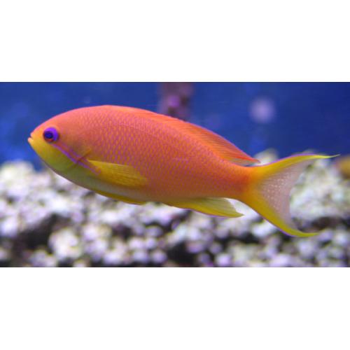 Blue Eye Anthias