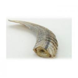 Icelandic Plus Lamb Horns with Marrow SMALL SINGLE