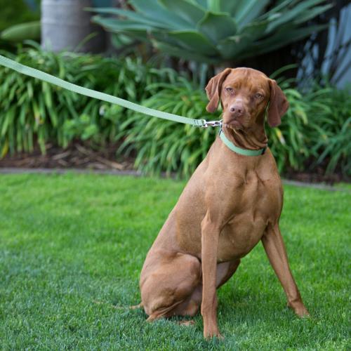 Lupine Dog Leash Eco Moss