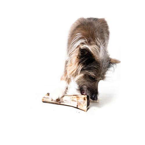 Winnie Lou Bison Marrow Bone 6-8"