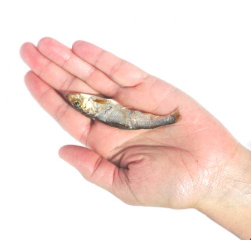 Plato Baltic Sprat 3oz