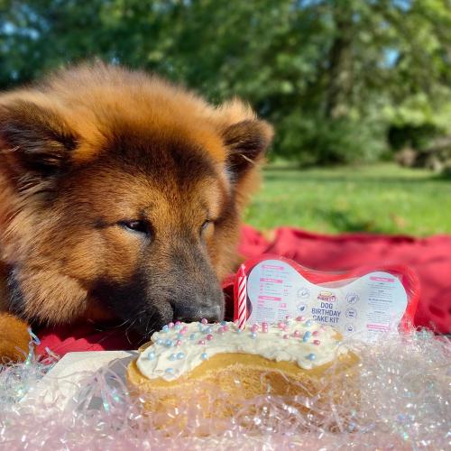 Puppy Cake - Birthday Kit - Birthday with Sprinkles