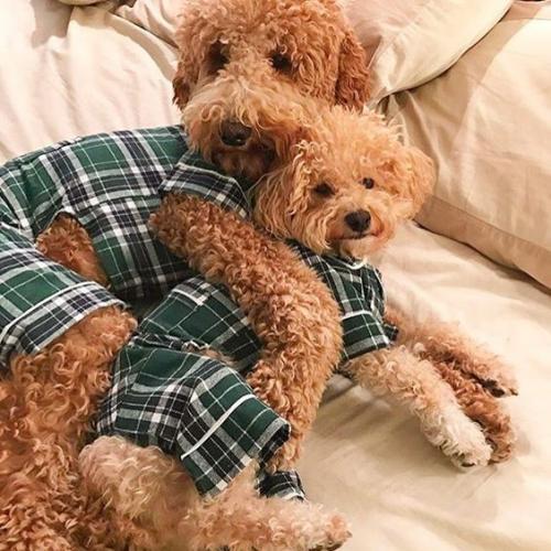 FabDog Flannel PJs Green Size 12