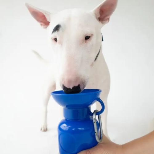 Springer Travel Bottle - Assorted Colors