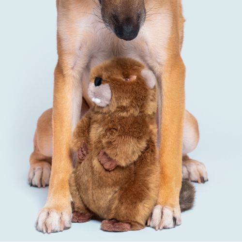 Fluff & Tuff Troy Beaver