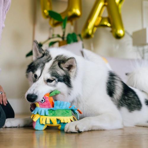 PLAY Fiesta Fetch Piñata
