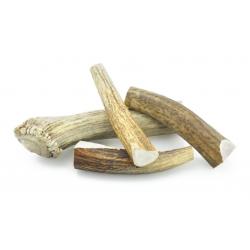 Elk Antler - Whole (Various Sizes)