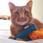 Miso Handmade Cat Toy Goldfish Cracker Individual